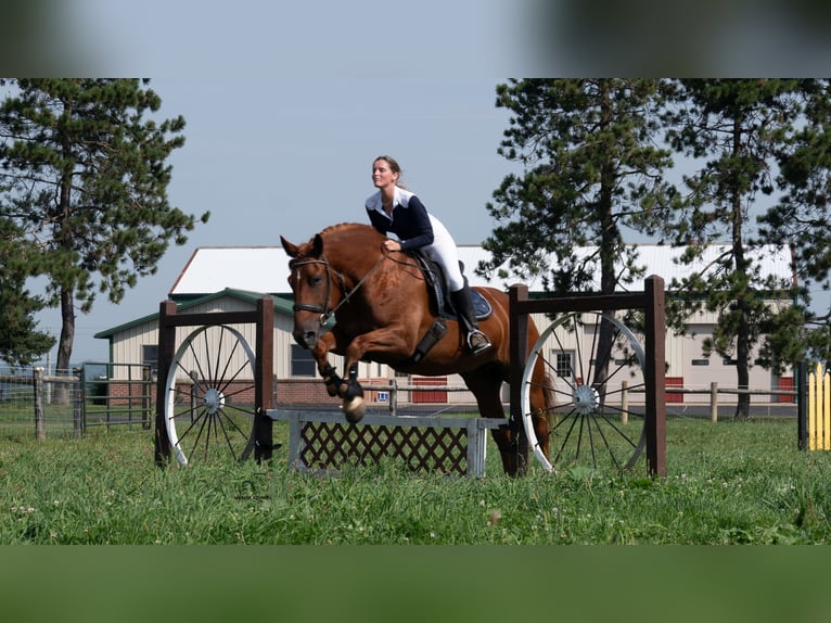 Trekpaard Mix Ruin 6 Jaar 163 cm Roodvos in Fredericksburg