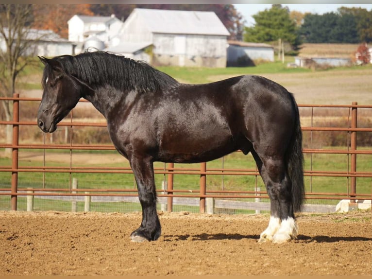 Trekpaard Mix Ruin 6 Jaar 163 cm Zwart in Fresno