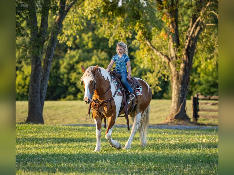 Trekpaard Ruin 6 Jaar 165 cm Tobiano-alle-kleuren in Ewing Ky