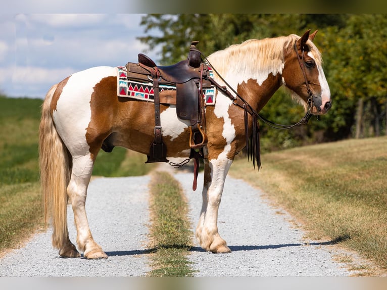 Trekpaard Ruin 6 Jaar 165 cm Tobiano-alle-kleuren in Ewing Ky