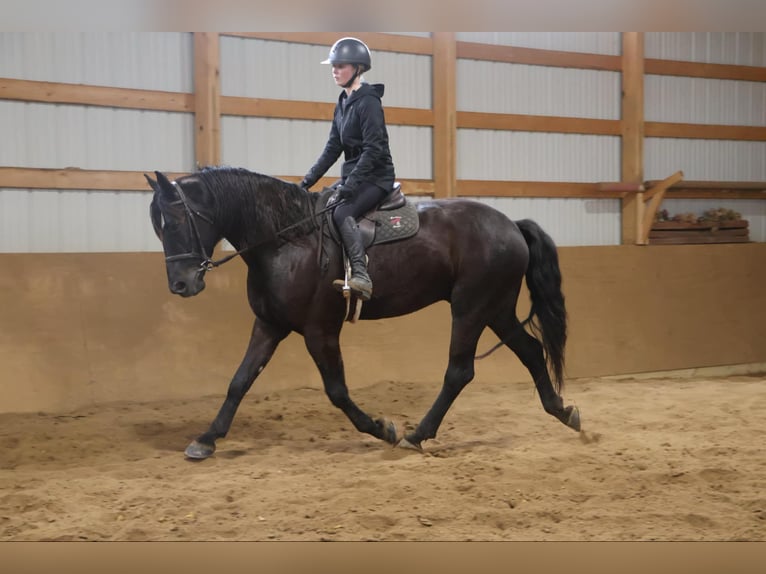 Trekpaard Ruin 6 Jaar 165 cm Zwart in Howell, MI