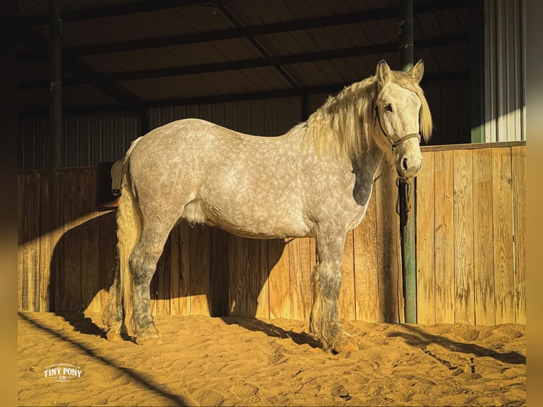 Trekpaard Ruin 6 Jaar 168 cm Appelschimmel in Jacksboro