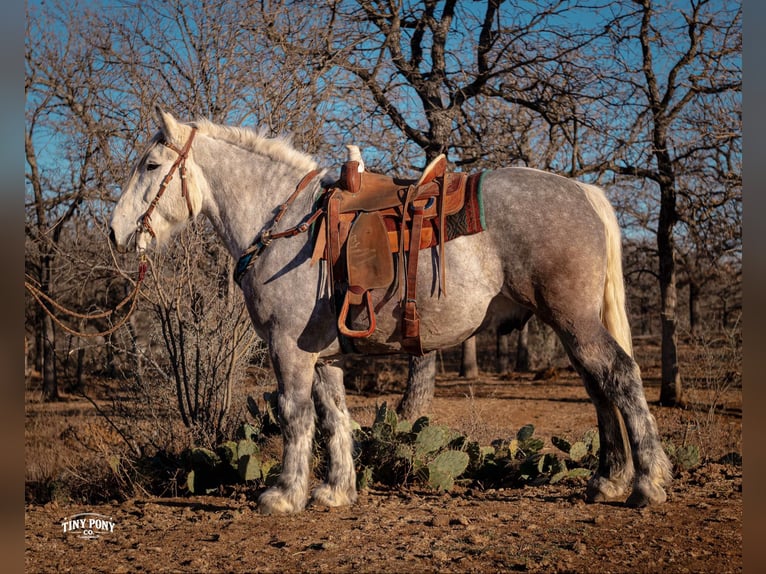 Trekpaard Ruin 6 Jaar 168 cm Appelschimmel in Jacksboro