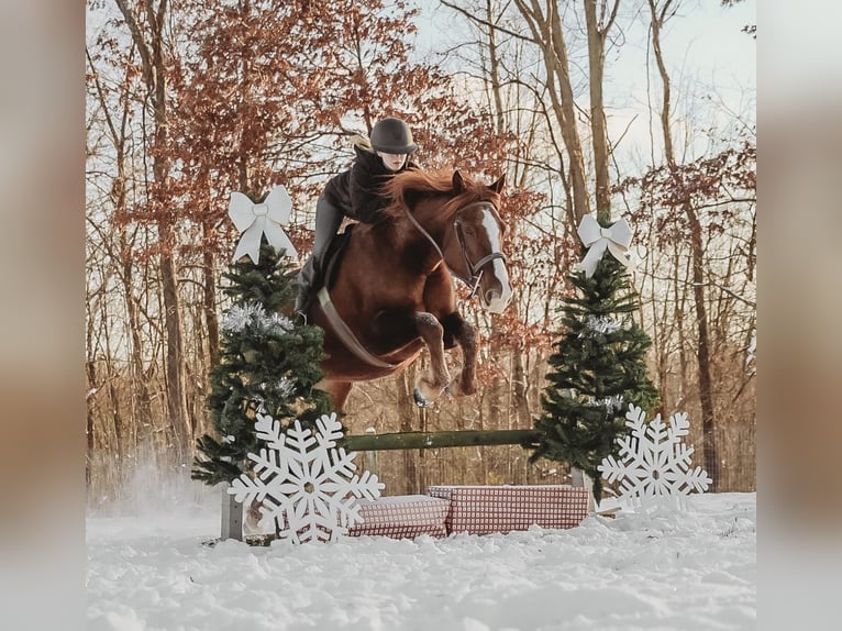 Trekpaard Mix Ruin 6 Jaar 168 cm Donkere-vos in Howell