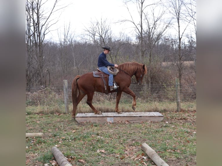 Trekpaard Mix Ruin 6 Jaar 168 cm Donkere-vos in Howell