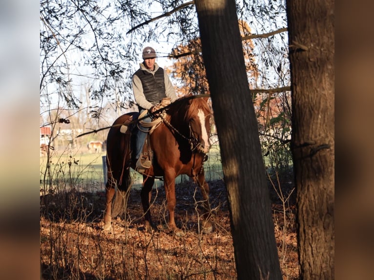 Trekpaard Mix Ruin 6 Jaar 168 cm Donkere-vos in Howell
