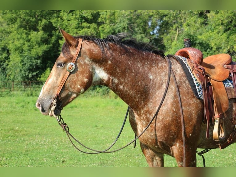 Trekpaard Mix Ruin 6 Jaar 168 cm in Hastings