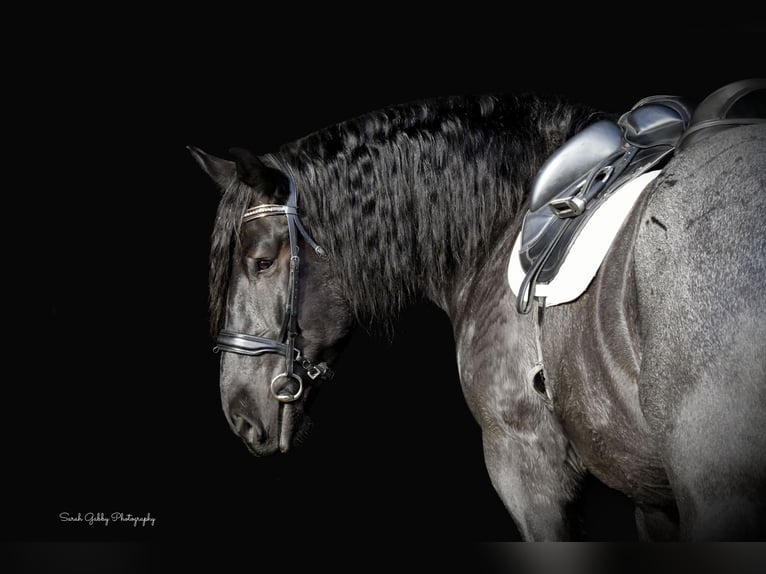 Trekpaard Mix Ruin 6 Jaar 168 cm Roan-Blue in Holmen Trekpaard Mix Ruin 6 Jaar 168 cm Roan-Blue in Holmen