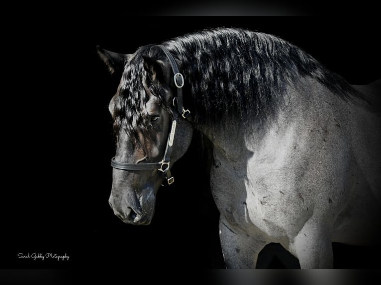 Trekpaard Mix Ruin 6 Jaar 168 cm Roan-Blue in Holmen Trekpaard Mix Ruin 6 Jaar 168 cm Roan-Blue in Holmen