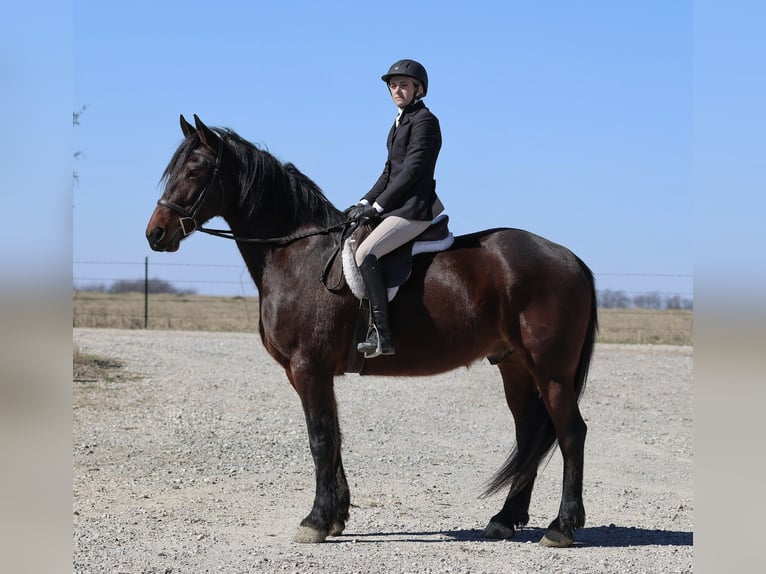 Trekpaard Mix Ruin 6 Jaar 168 cm Roodbruin in Weatherford