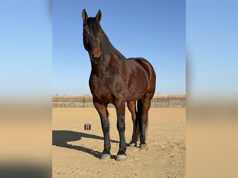 Trekpaard Ruin 6 Jaar 168 cm Roodbruin in Jacksboro TX