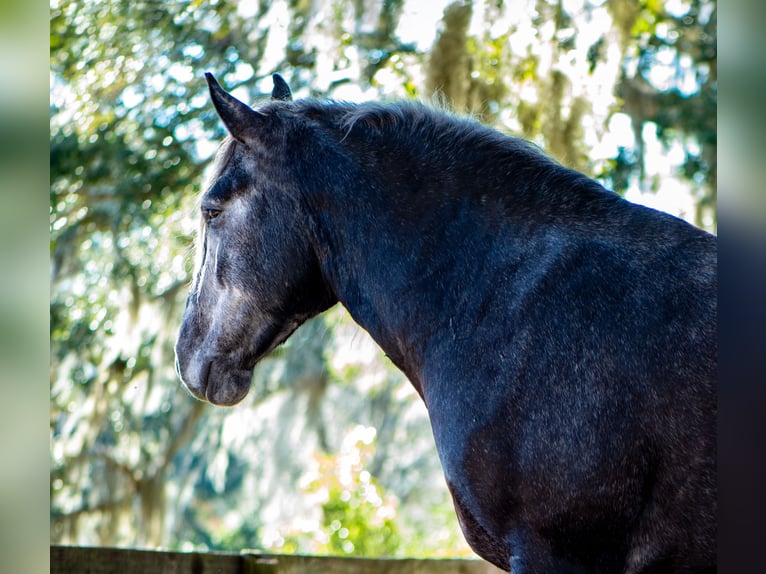 Trekpaard Mix Ruin 6 Jaar 168 cm Schimmel in Ocala