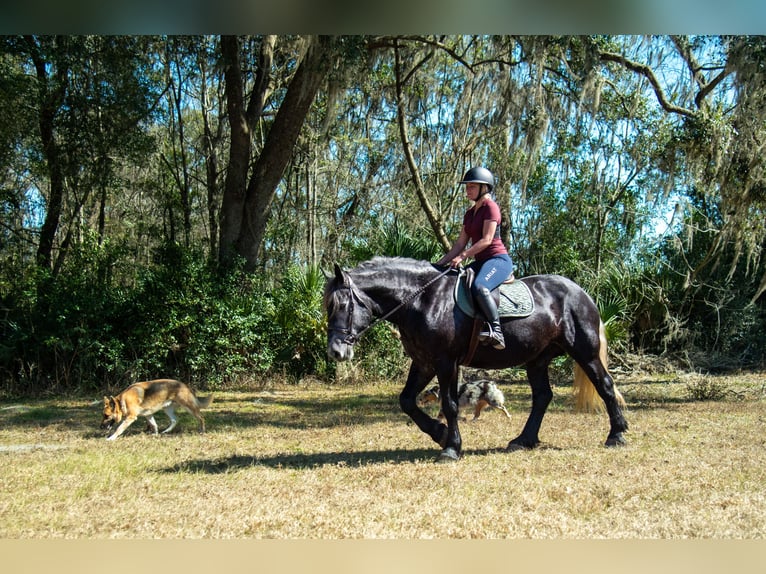Trekpaard Mix Ruin 6 Jaar 168 cm Schimmel in Ocala