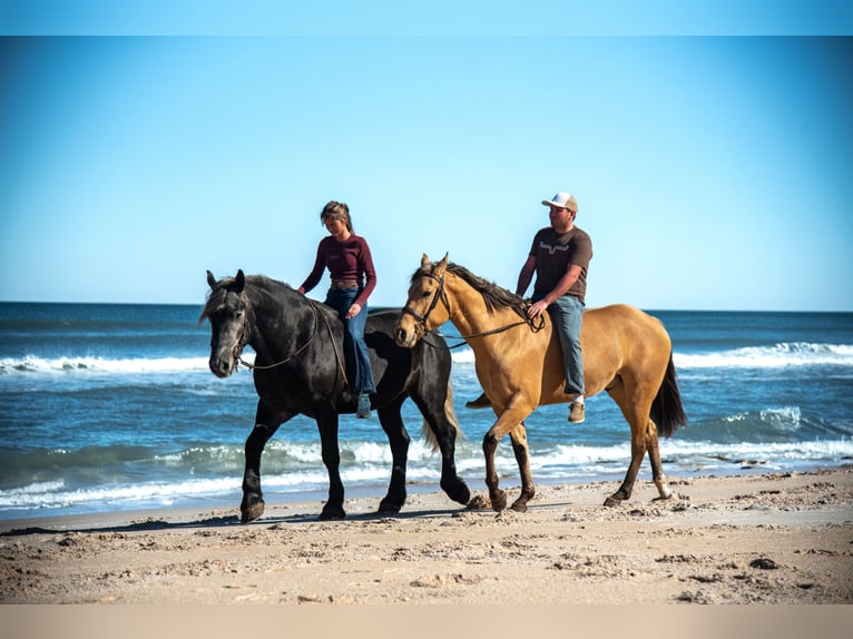 Trekpaard Mix Ruin 6 Jaar 168 cm Schimmel in Ocala