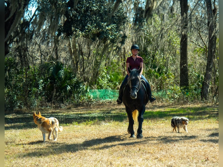 Trekpaard Mix Ruin 6 Jaar 168 cm Schimmel in Ocala