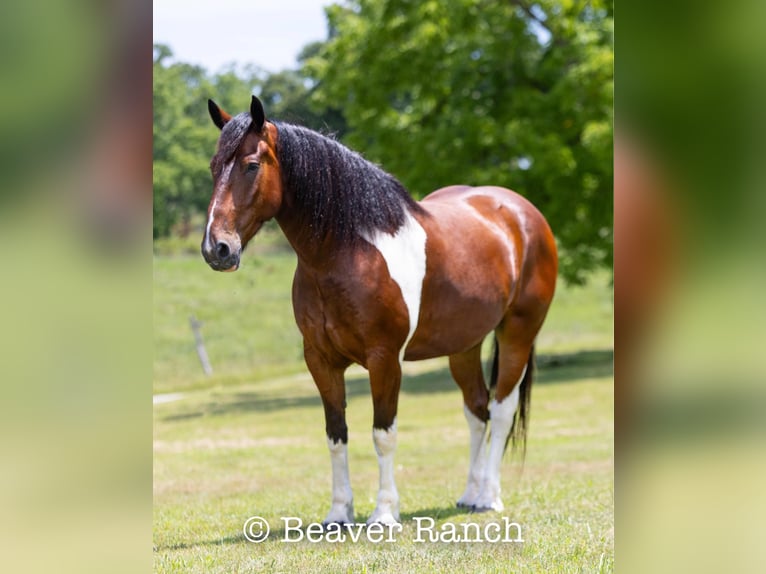 Trekpaard Ruin 6 Jaar 168 cm Tobiano-alle-kleuren in Mountain Grove MO