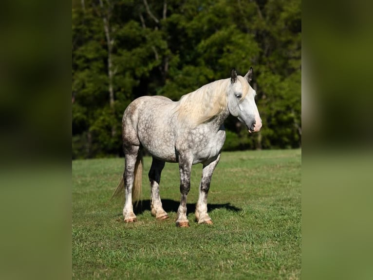 Trekpaard Mix Ruin 6 Jaar 173 cm Appelschimmel in Clearville