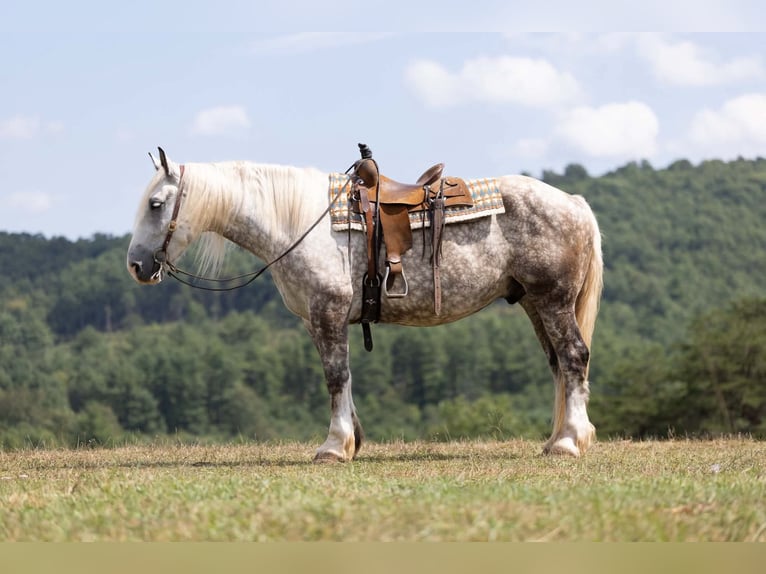 Trekpaard Mix Ruin 6 Jaar 173 cm Appelschimmel in Clearville