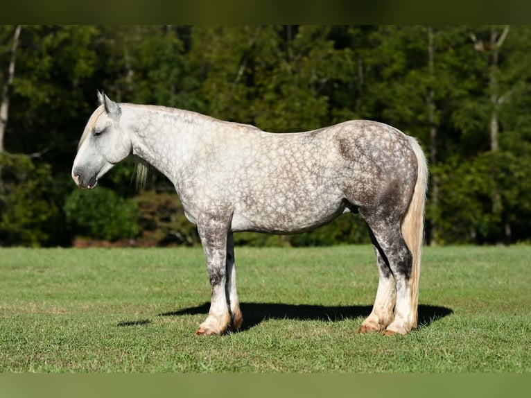 Trekpaard Mix Ruin 6 Jaar 173 cm Appelschimmel in Clearville