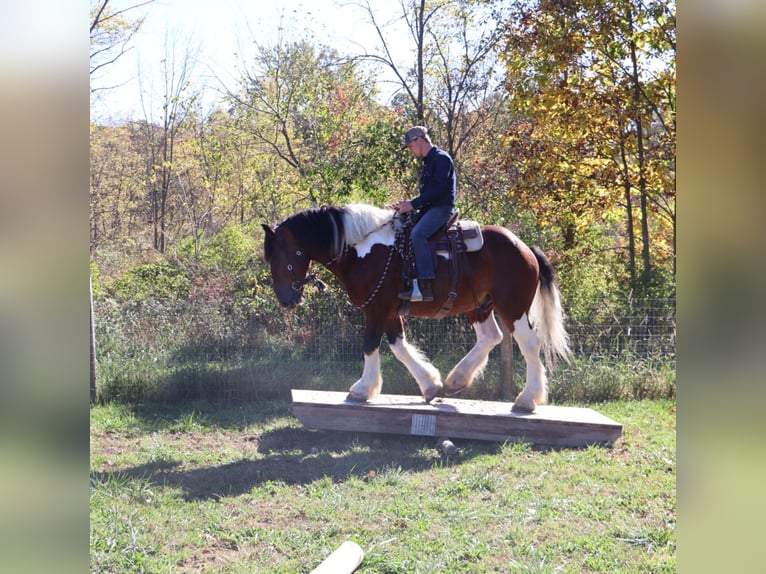 Trekpaard Mix Ruin 6 Jaar 173 cm Gevlekt-paard in Howell Trekpaard Mix Ruin 6 Jaar 173 cm Gevlekt-paard in Howell