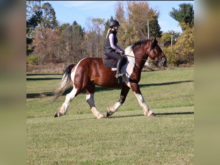 Trekpaard Mix Ruin 6 Jaar 173 cm Gevlekt-paard in Howell Trekpaard Mix Ruin 6 Jaar 173 cm Gevlekt-paard in Howell