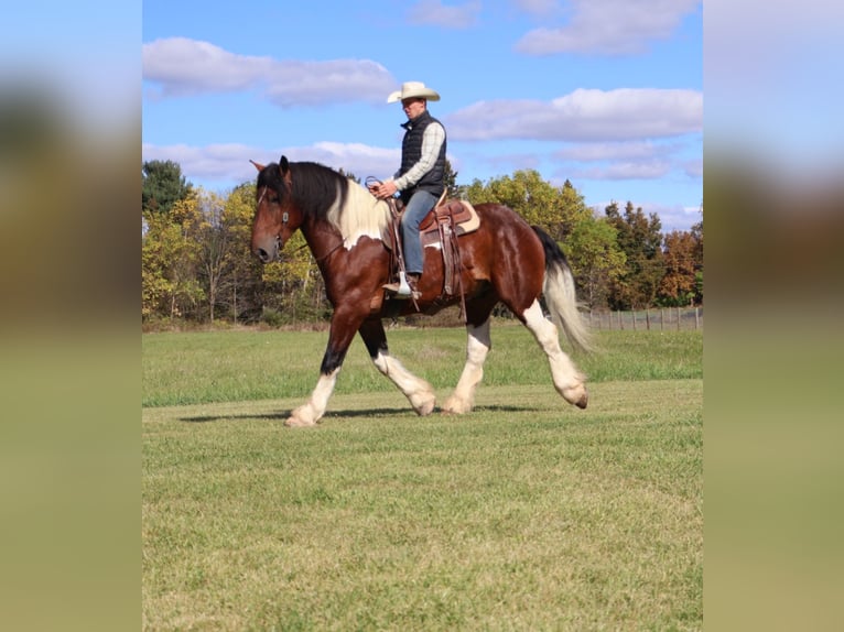 Trekpaard Mix Ruin 6 Jaar 173 cm Gevlekt-paard in Howell