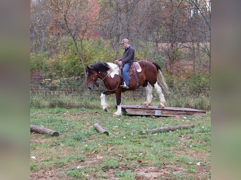 Trekpaard Mix Ruin 6 Jaar 173 cm Gevlekt-paard in Howell