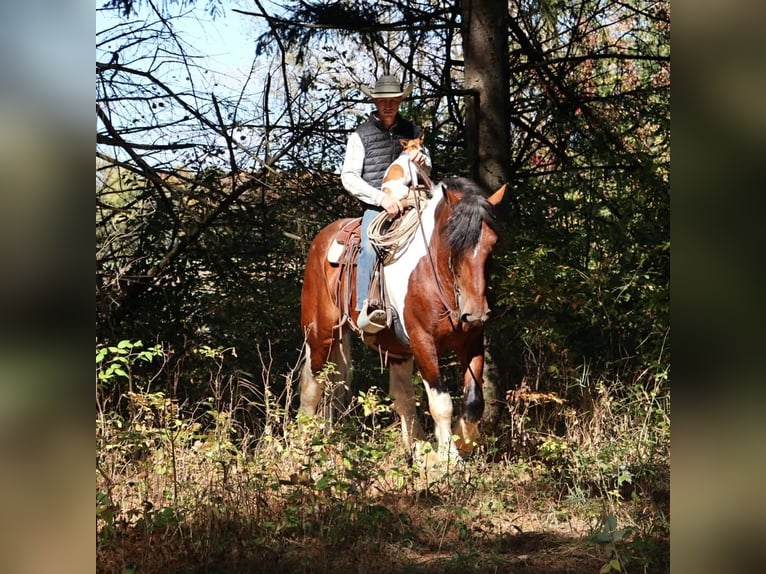 Trekpaard Mix Ruin 6 Jaar 173 cm Gevlekt-paard in Howell