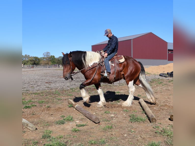 Trekpaard Mix Ruin 6 Jaar 173 cm Gevlekt-paard in Howell