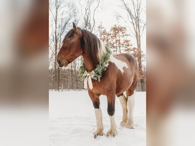Trekpaard Mix Ruin 6 Jaar 173 cm Gevlekt-paard in Howell