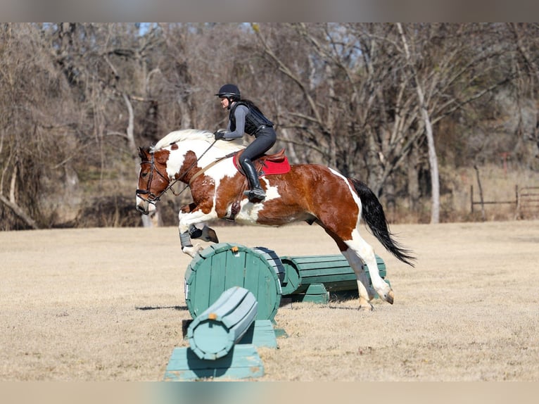 Trekpaard Mix Ruin 6 Jaar 183 cm Gevlekt-paard in Forney
