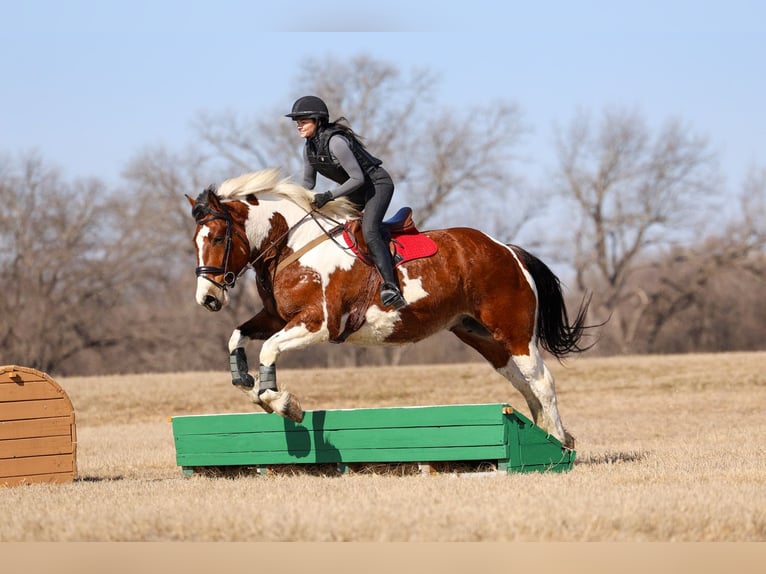 Trekpaard Mix Ruin 6 Jaar 183 cm Gevlekt-paard in Forney