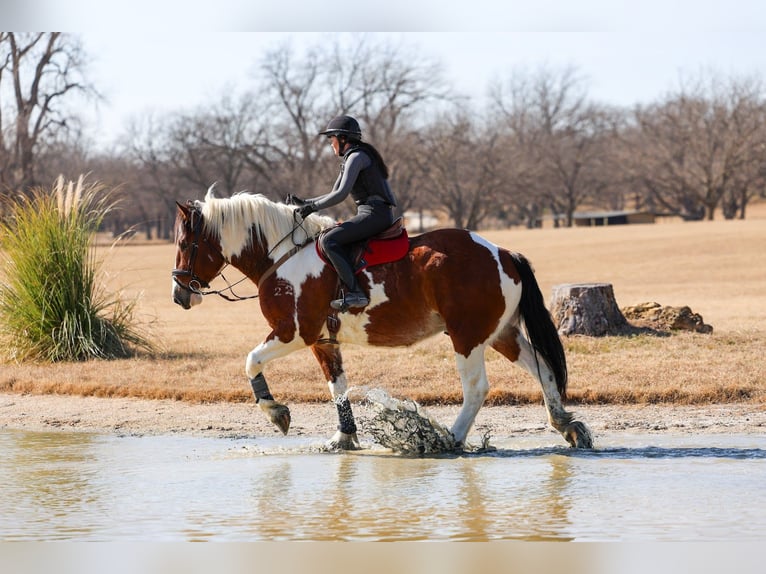 Trekpaard Mix Ruin 6 Jaar 183 cm Gevlekt-paard in Forney