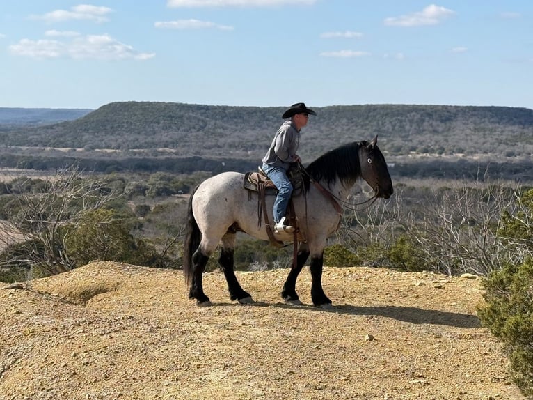 Trekpaard Mix Ruin 6 Jaar 183 cm Roan-Blue in Weatherford