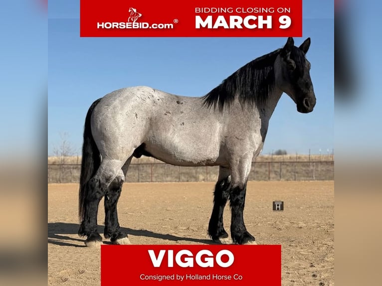 Trekpaard Mix Ruin 6 Jaar 183 cm Roan-Blue in Weatherford