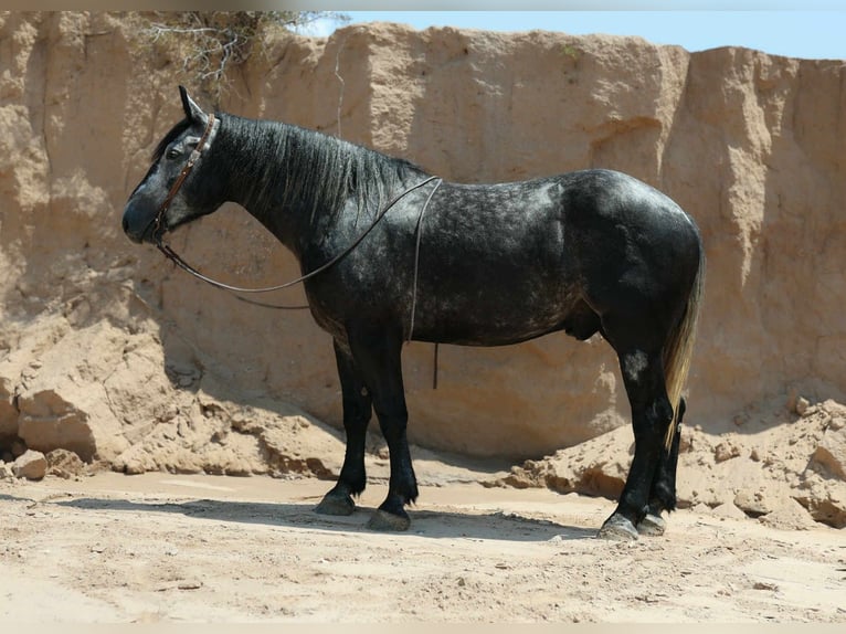 Trekpaard Ruin 6 Jaar Appelschimmel in El Paso