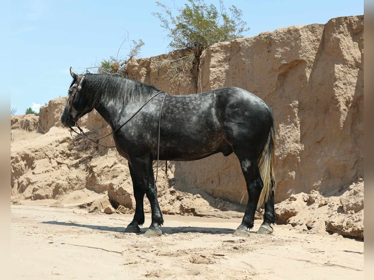 Trekpaard Ruin 6 Jaar Appelschimmel in El Paso