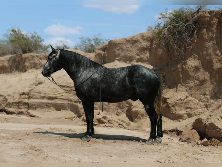 Trekpaard Ruin 6 Jaar Appelschimmel in El Paso
