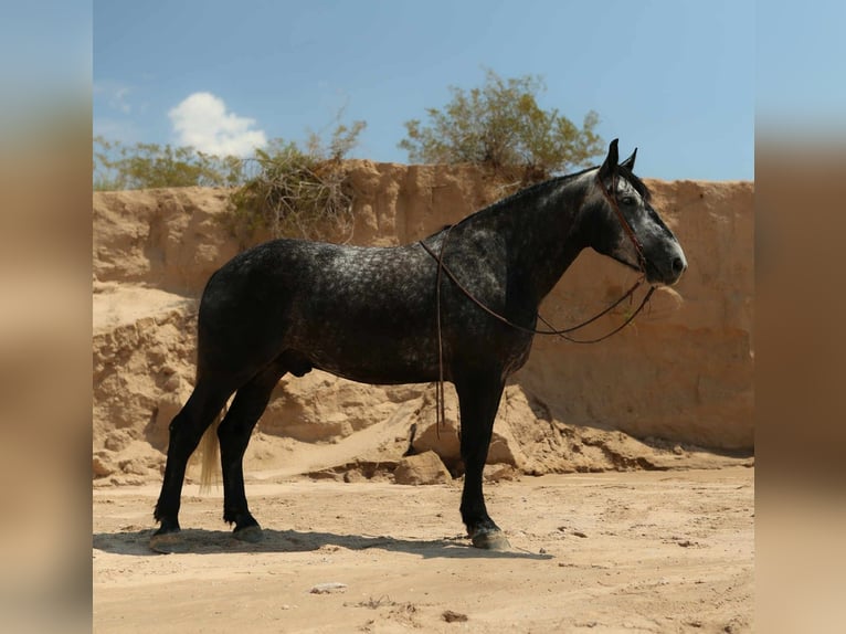 Trekpaard Ruin 6 Jaar Appelschimmel in El Paso