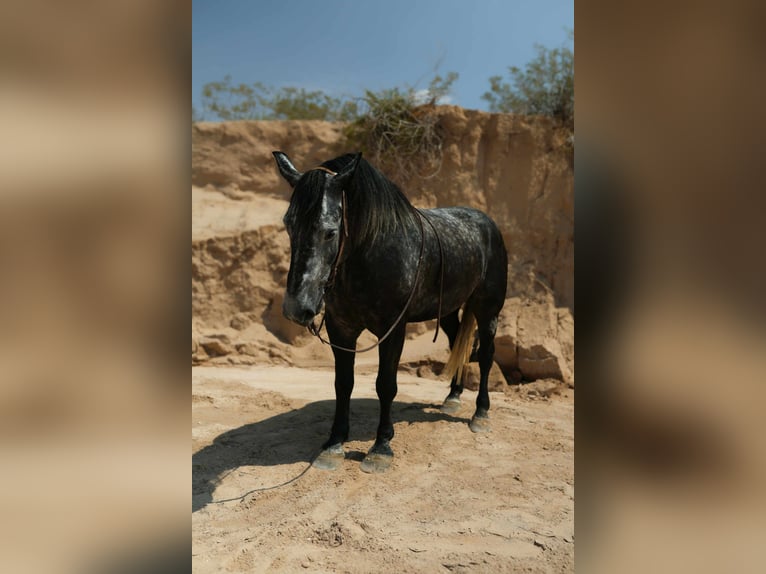 Trekpaard Ruin 6 Jaar Appelschimmel in El Paso