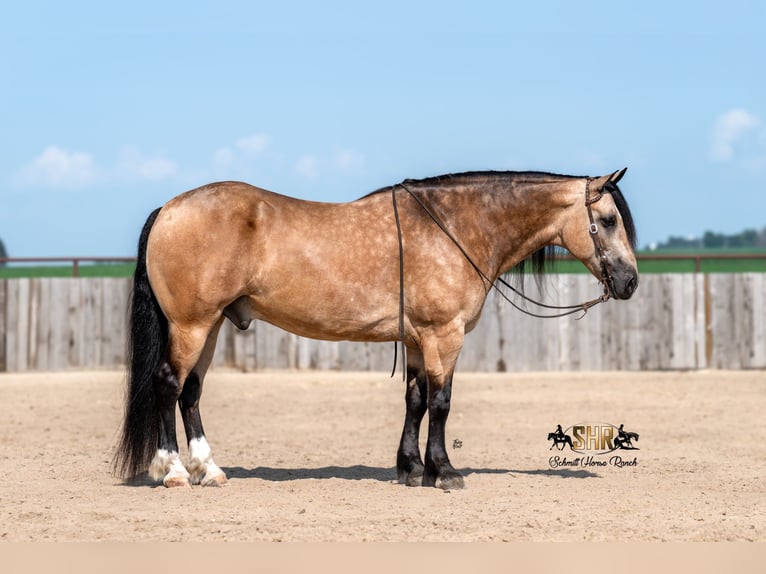 Trekpaard Mix Ruin 6 Jaar Buckskin in Holland