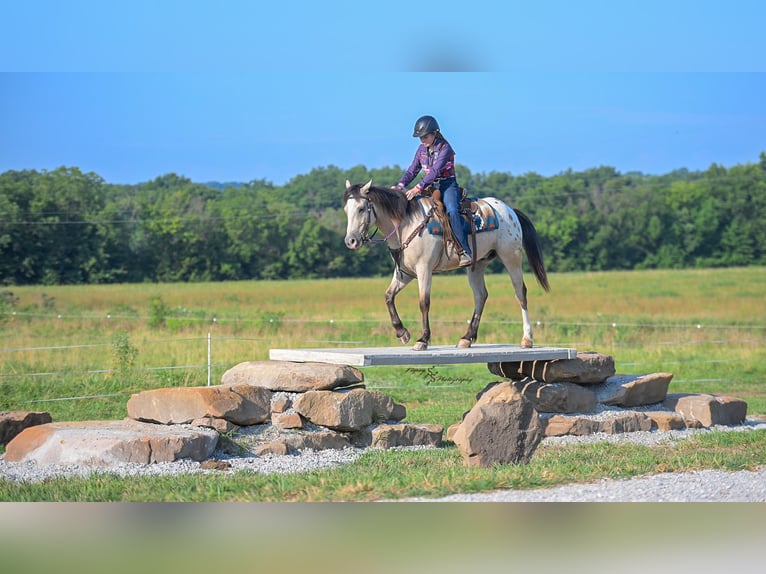 Trekpaard Mix Ruin 6 Jaar Buckskin in Rockville
