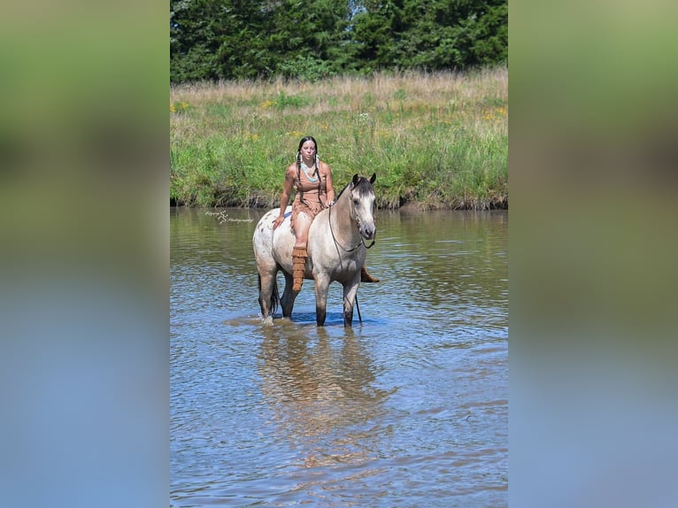 Trekpaard Mix Ruin 6 Jaar Buckskin in Rockville