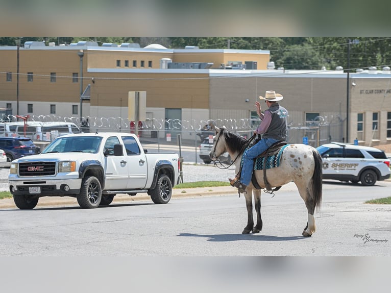 Trekpaard Mix Ruin 6 Jaar Buckskin in Rockville