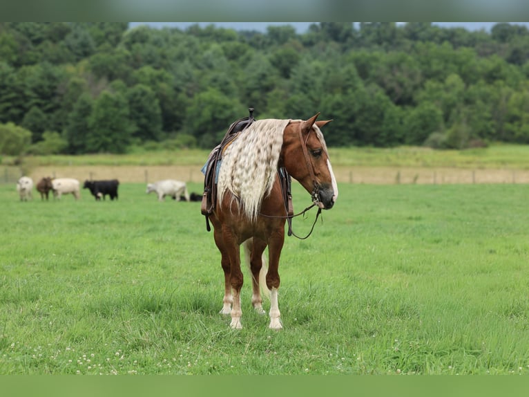 Trekpaard Mix Ruin 6 Jaar Donkere-vos in Beaver Springs