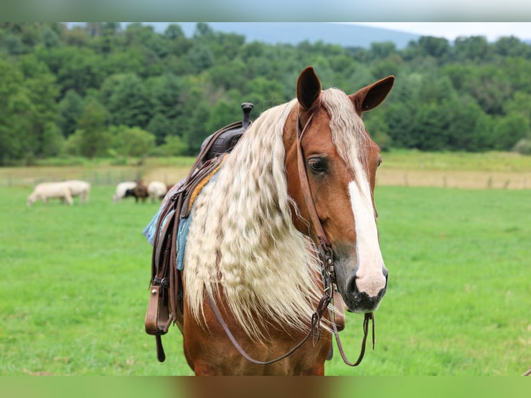 Trekpaard Mix Ruin 6 Jaar Donkere-vos in Beaver Springs