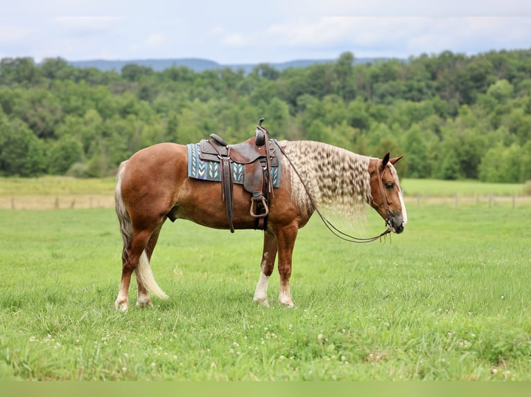 Trekpaard Mix Ruin 6 Jaar Donkere-vos in Beaver Springs