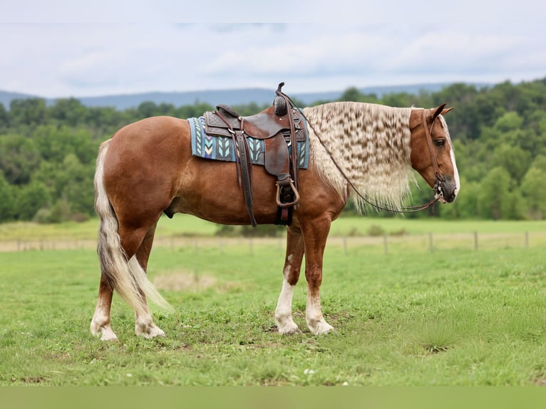 Trekpaard Mix Ruin 6 Jaar Donkere-vos in Beaver Springs