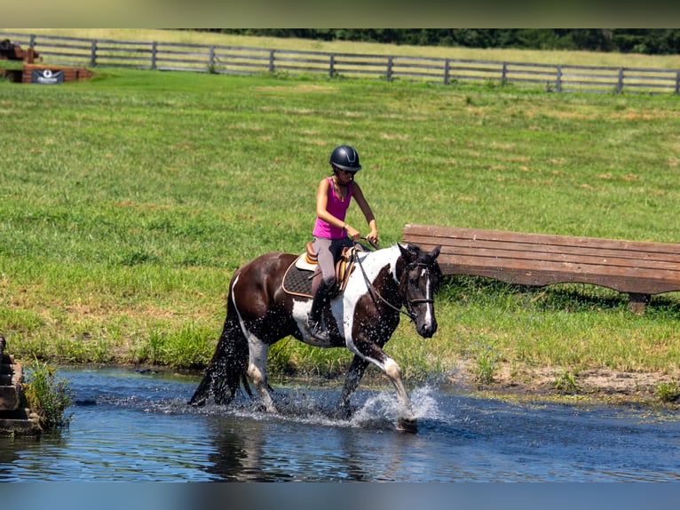 Trekpaard Mix Ruin 6 Jaar Gevlekt-paard in Clover