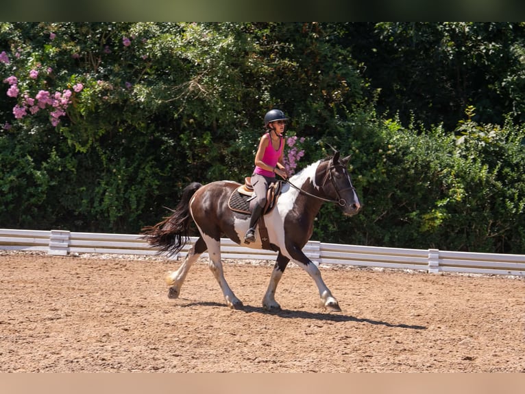 Trekpaard Mix Ruin 6 Jaar Gevlekt-paard in Clover